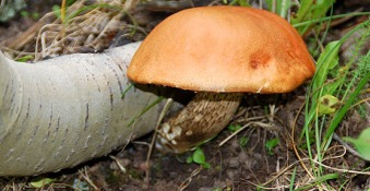 mushroom