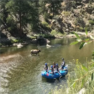 whitewater rafting next to elk